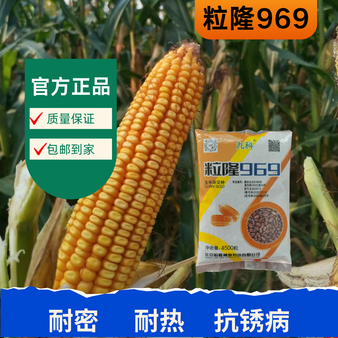 粒隆969玉米种 耐密种植 籽粒收 高温不花粒 抗锈病抗倒 产量高