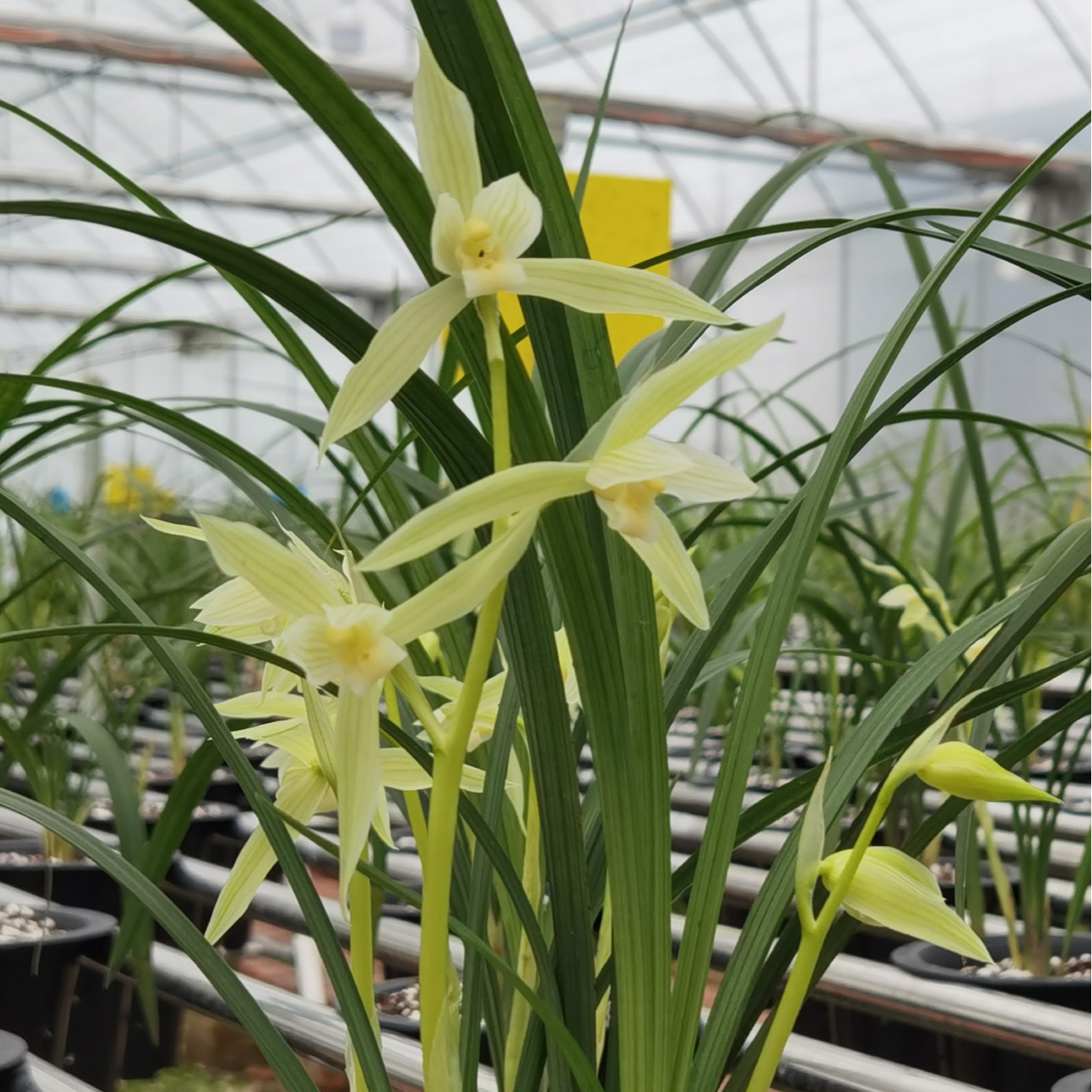 春剑隆昌素兰花素心传统铭品