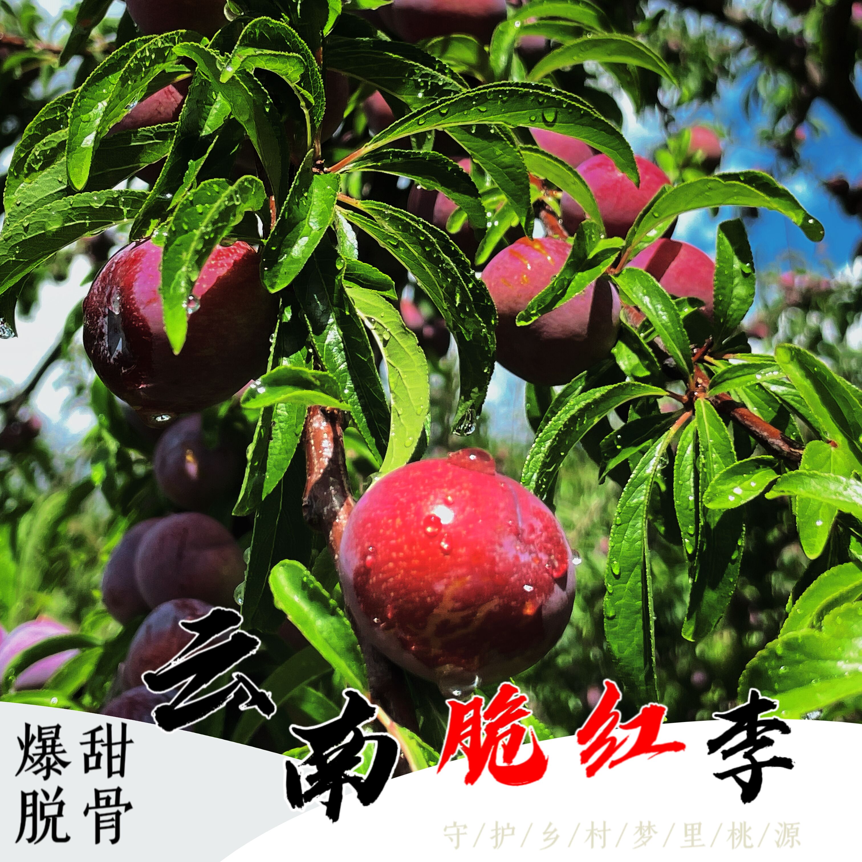 【果在云坎】新鲜现摘李子云南高山晚熟脆红李孕妇水果紫红色脱骨李