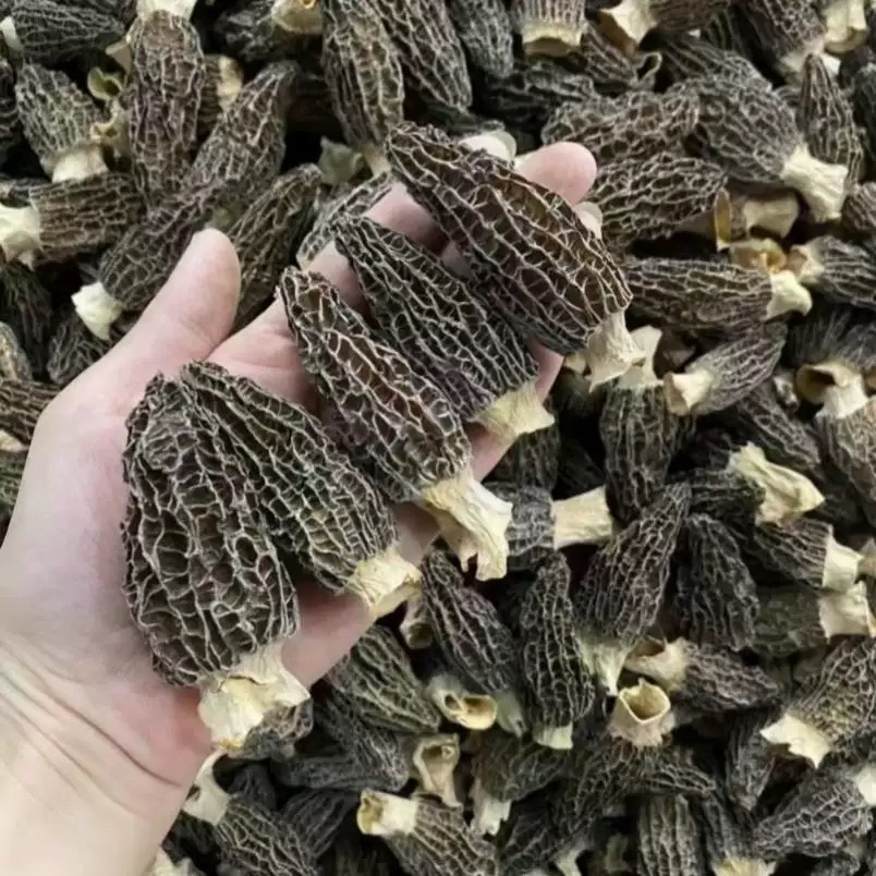 特级中号羊肚菌干货野生新鲜菌菇煲汤干货滋补食材菌子营养菌菇