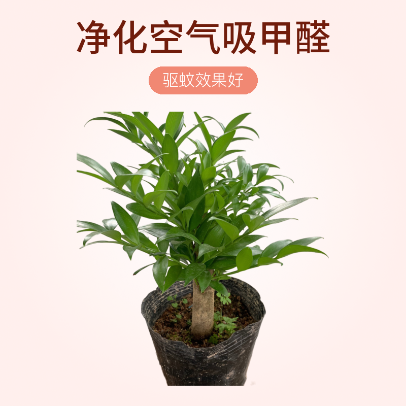 盆景竹柏老桩兴旺竹长寿竹老桩矮桩驱蚊竹净化空气(一物一拍)