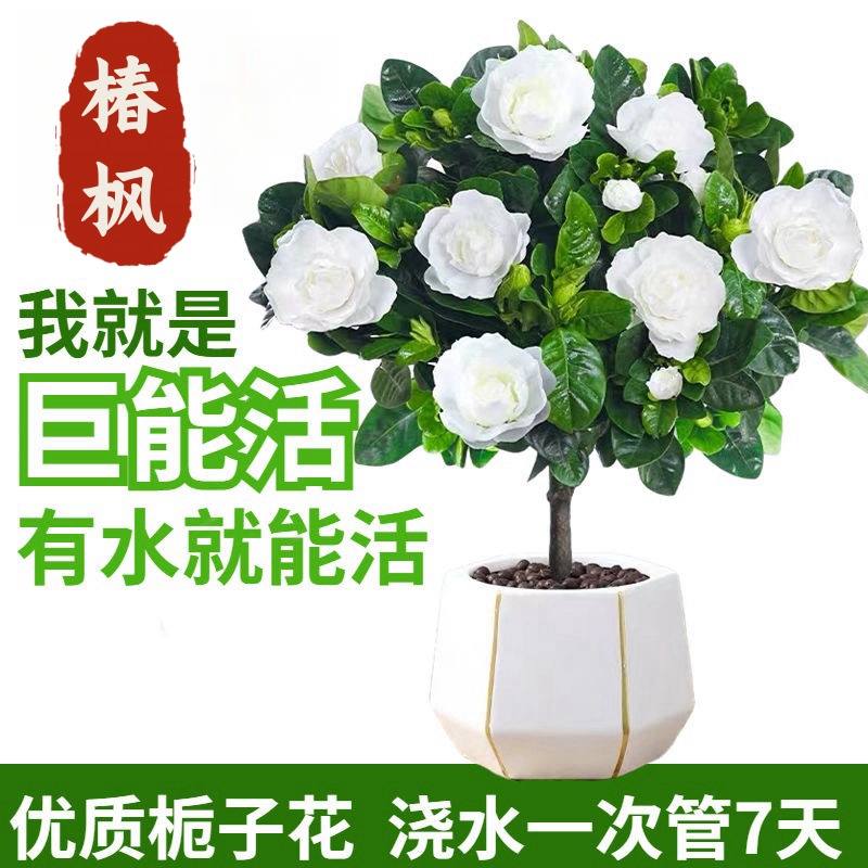 栀子花盆栽带花苞四季开花卉香味大叶优质好养花卉阳台养优质
