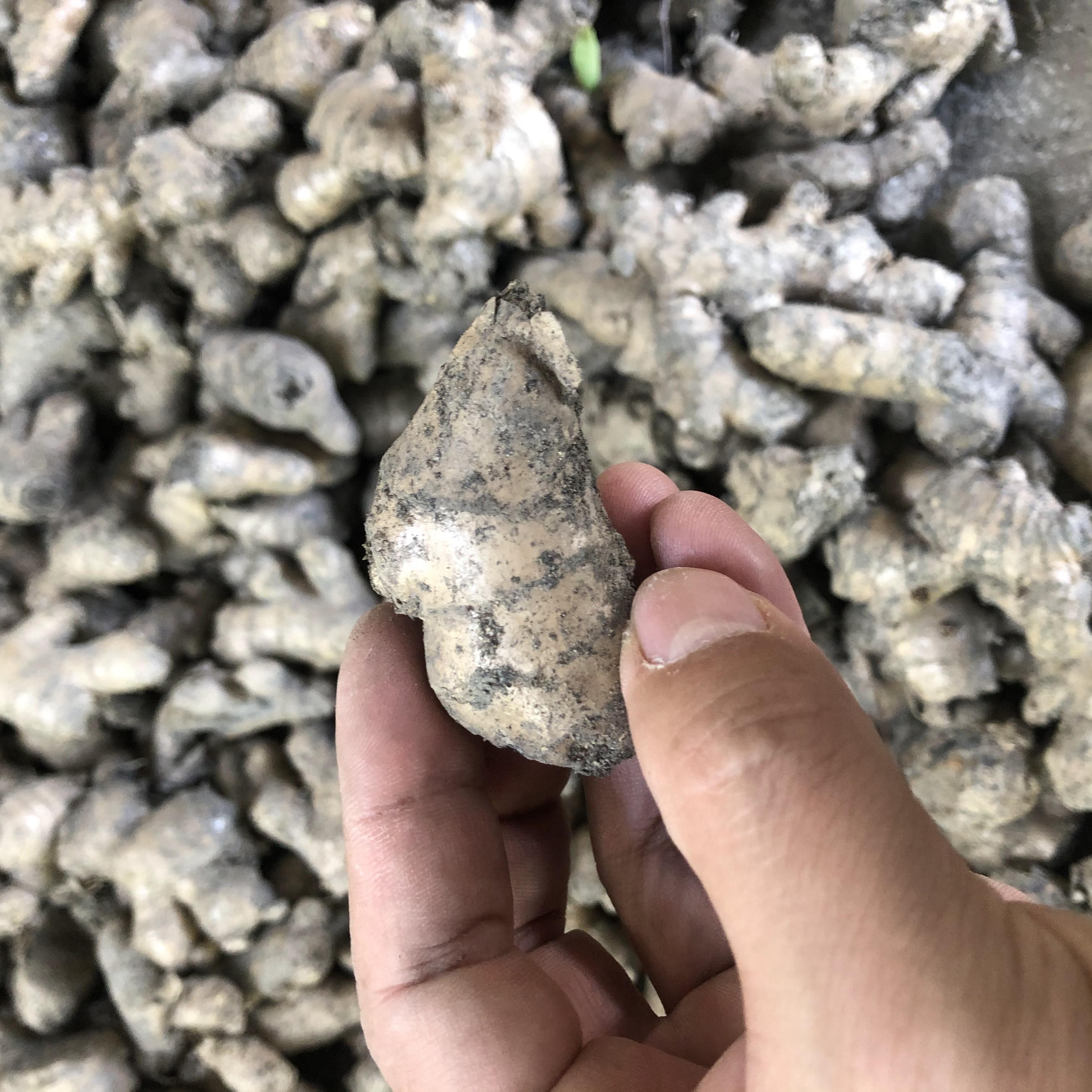 广东连南老姜头2.5斤