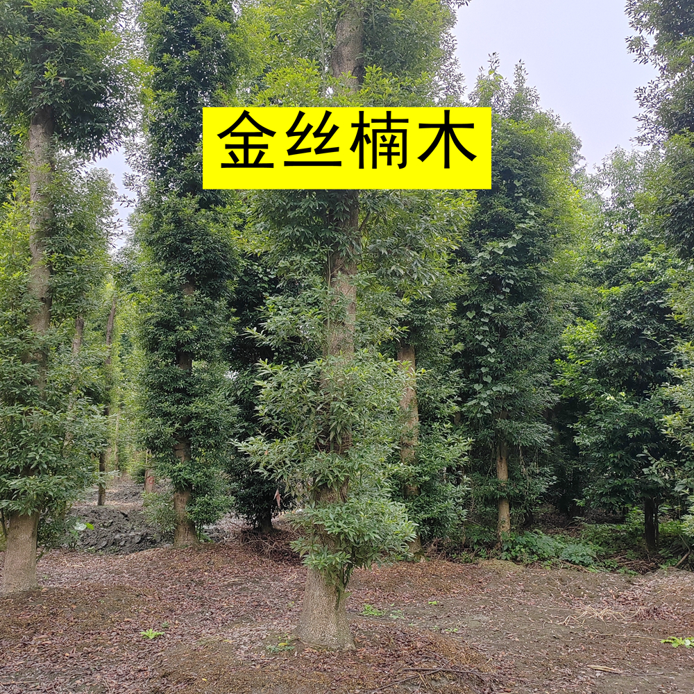 正宗四川金丝楠木树苗大树小叶桢楠名贵地栽别墅庭院绿植四季常青