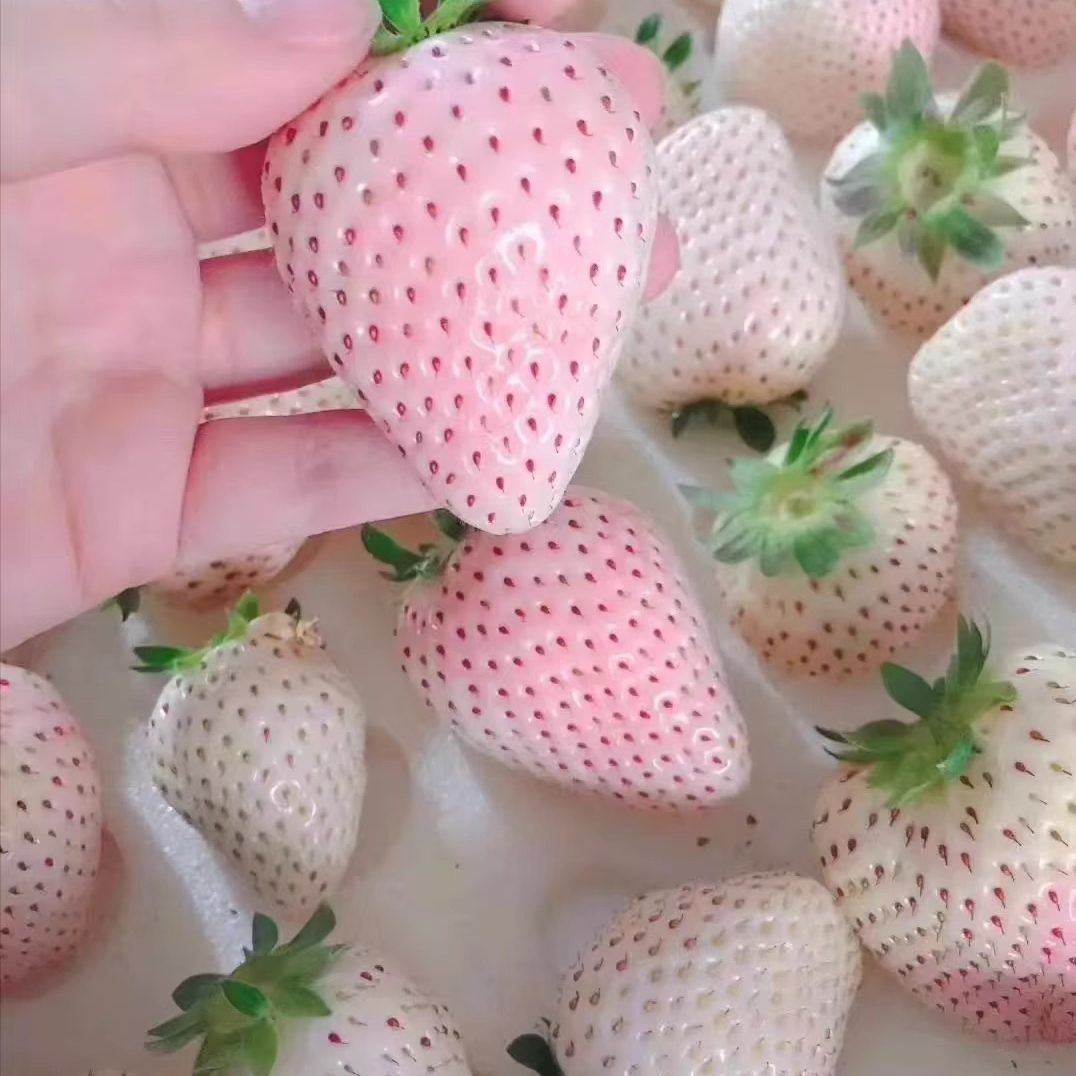 【6颗包邮】草莓苗四季阳台盆栽建得白露草莓苗白草莓种植穴盘苗