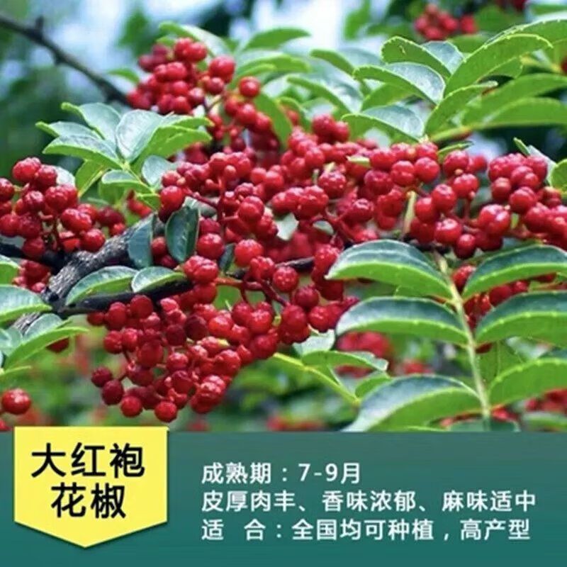 新品麻椒九叶青花椒树苗大红袍花椒苗藤椒花椒树苗南北方四季种植