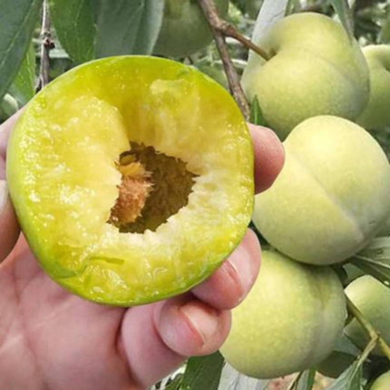 嫁接蜂糖李子树苗抗寒耐旱盆栽地栽脱骨离核果树苗南方北方种植苗