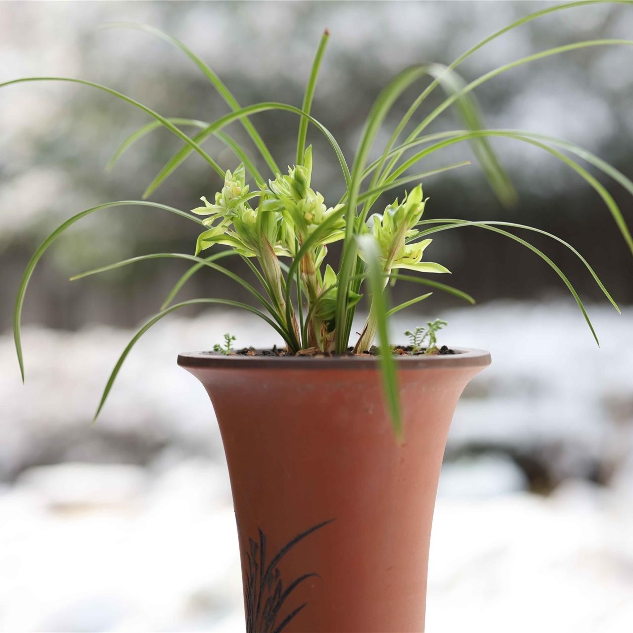 【高端铭品】20世纪50年代 余蝴蝶 室内浓香 基地直发 绿植花卉盆栽