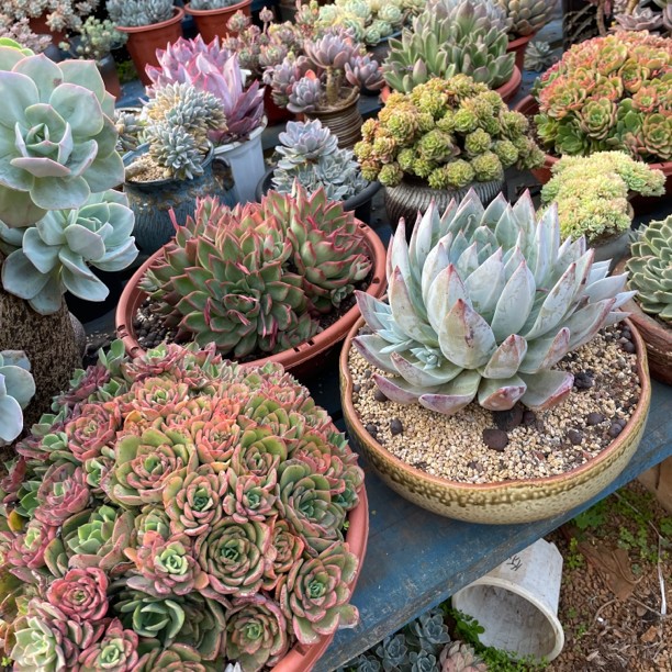 好姑娘多肉 一物一拍链接