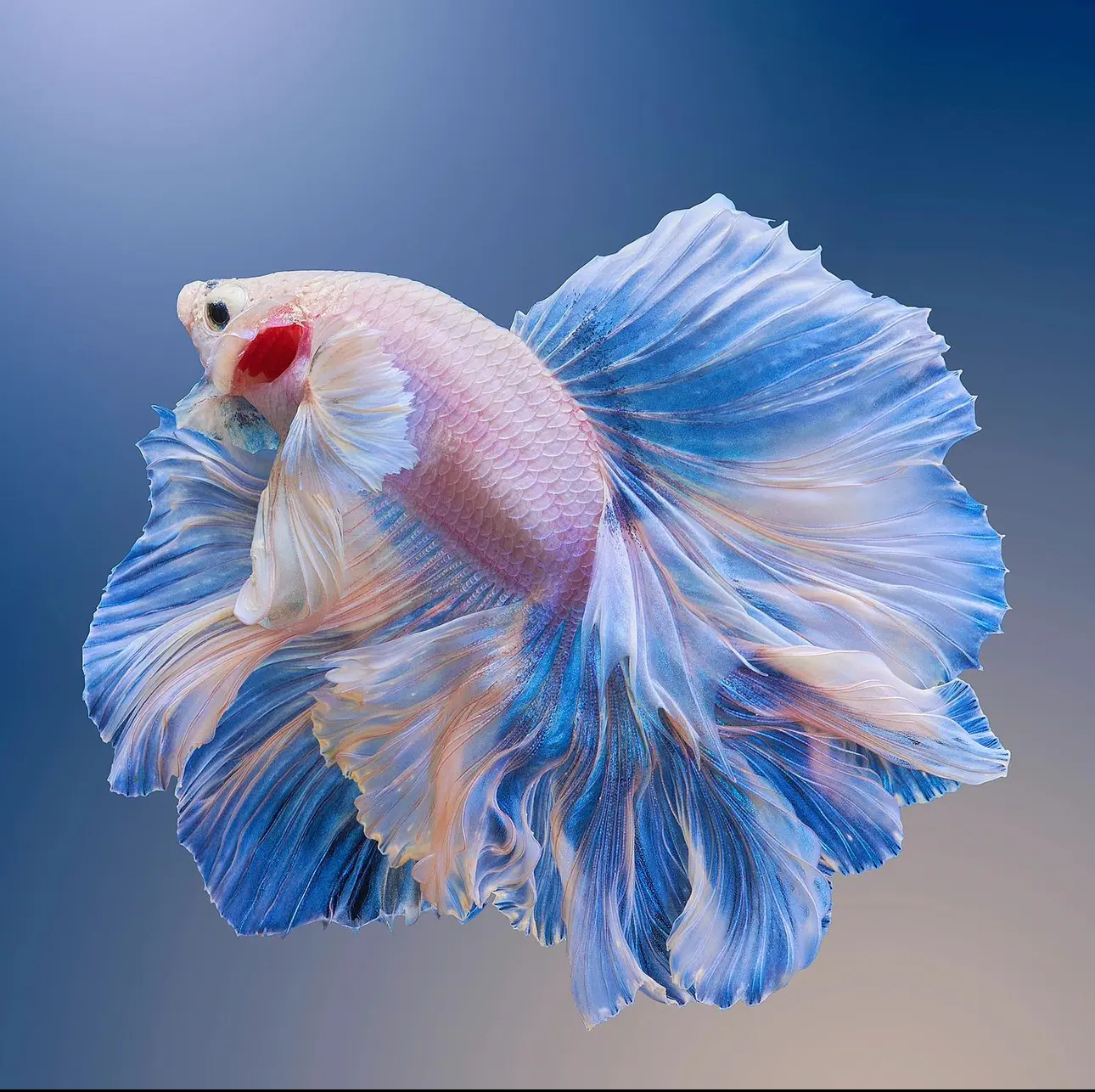 【447-475】 泰国斗鱼热带网红精品观赏鱼直播间选鱼耐活观赏婚纱鱼