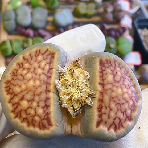 【闪购商品】21009，3.4公分