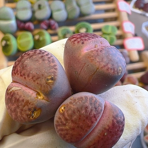 【闪购商品】21172