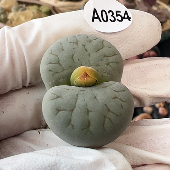 【闪购商品】0354，333