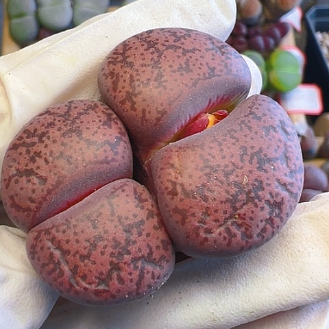 【闪购商品】逍**在21059