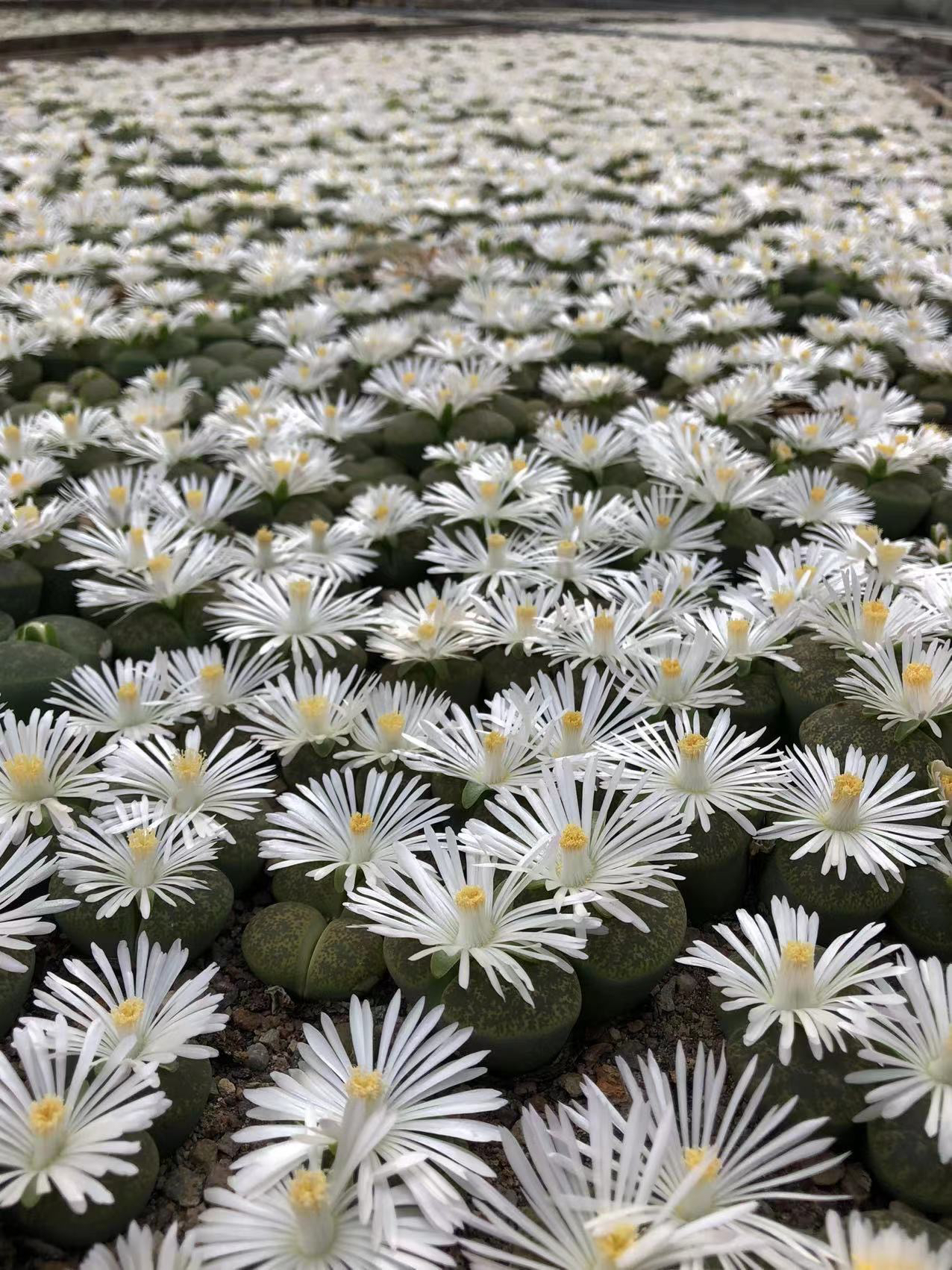 生石花绿紫勋8年母本多肉植物室内阳台小植物肉锥小型多肉微景观