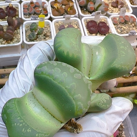 【闪购商品】21924