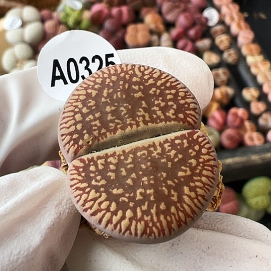 【闪购商品】0325，333