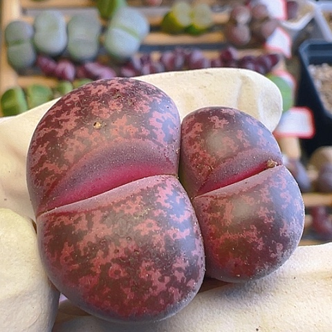 【闪购商品】21020