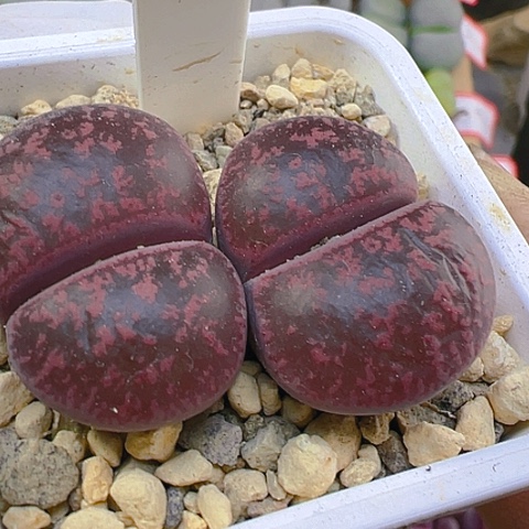 【闪购商品】21484