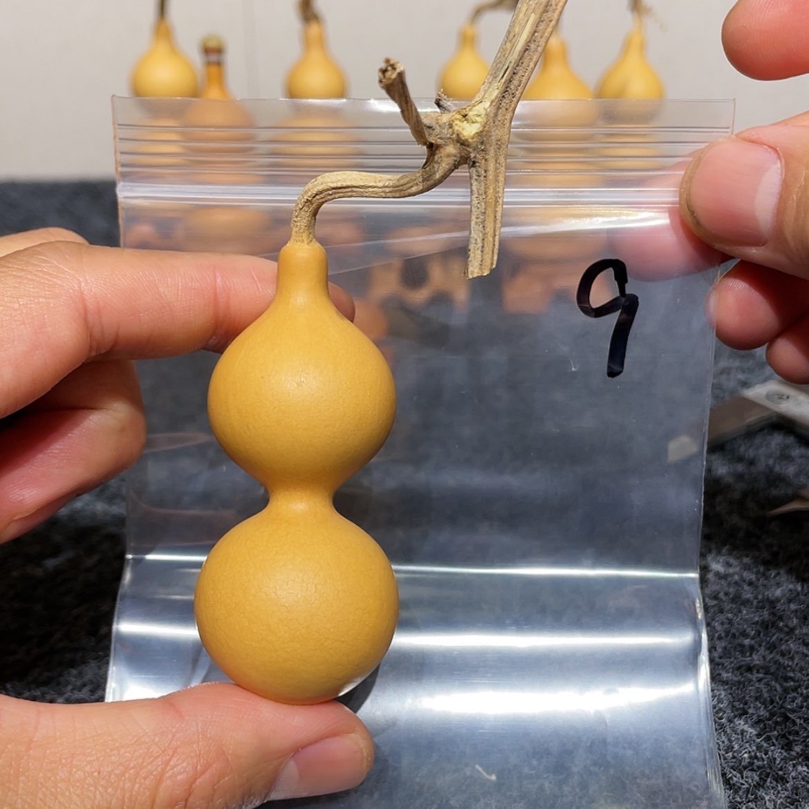【闪购商品】紫砂天津嘴