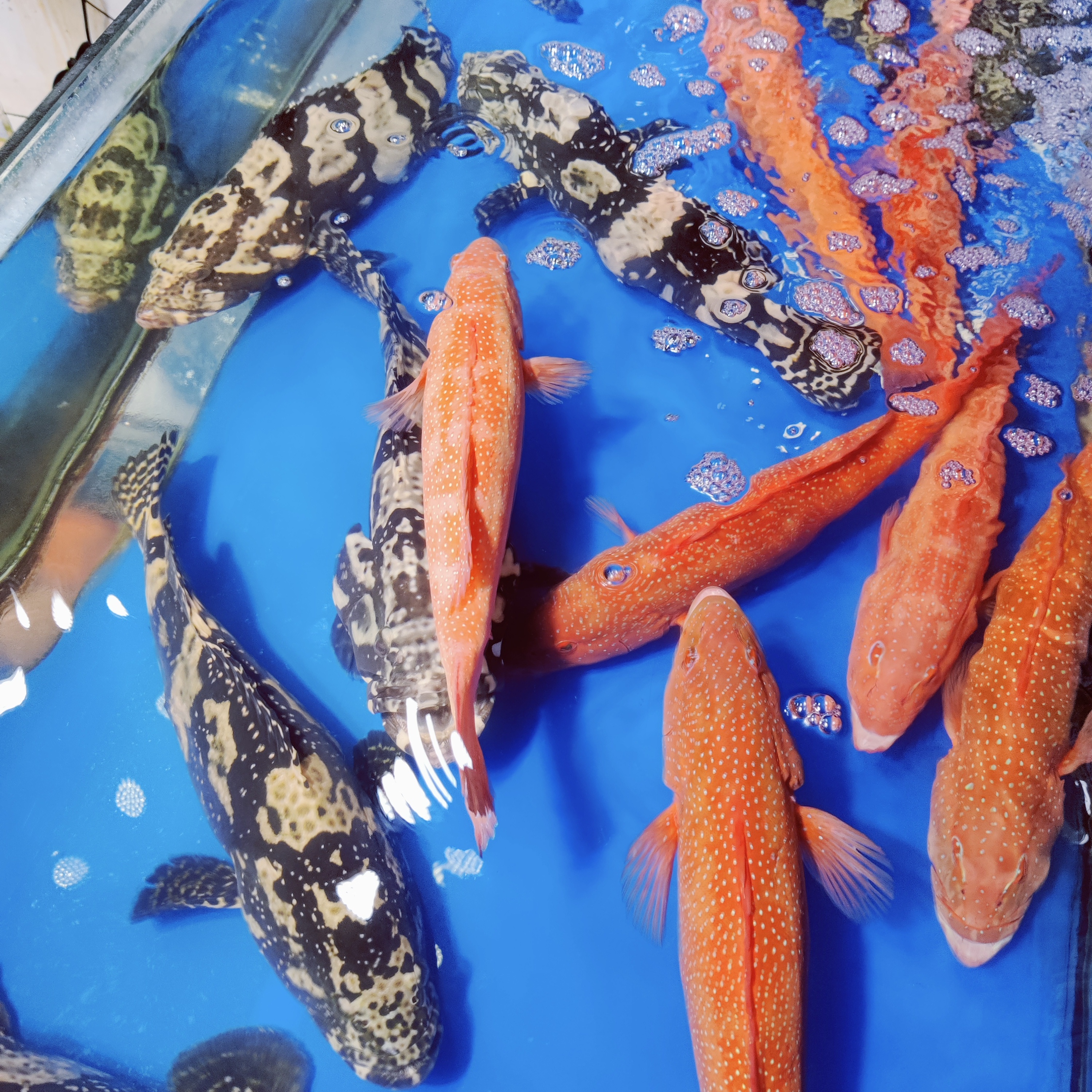 鲜活东星斑  石斑鱼  碎冰发货，广州 1.8-2斤一条