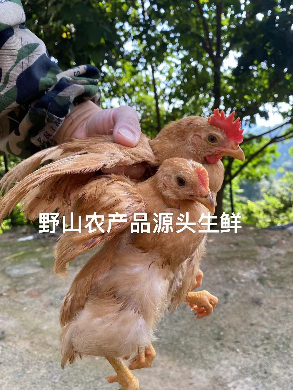 福建散养土鸡河田鸡小母鸡公鸡阉鸡