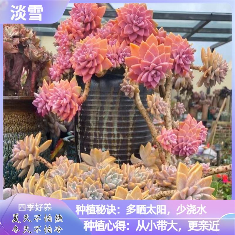 淡雪多肉老桩淡雪缀化幽灵公主盆栽植物防辐射控养精品阳台多肉花