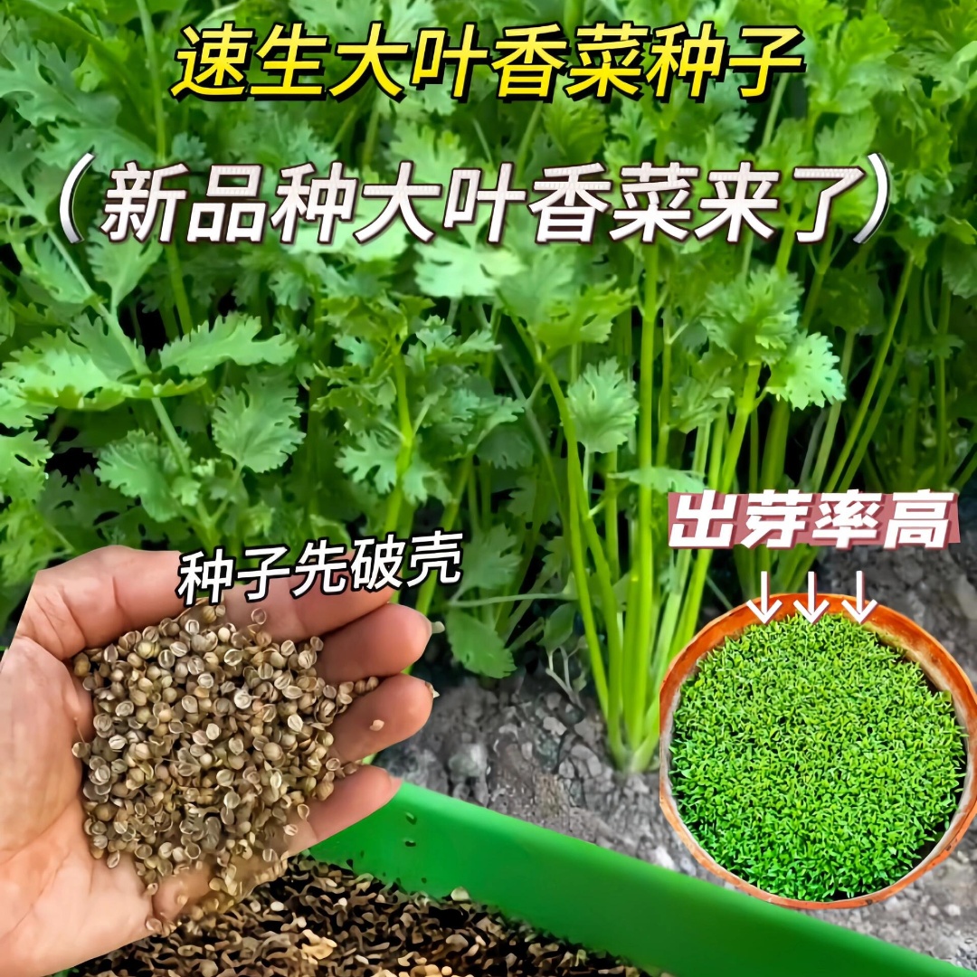 四季大叶香菜耐热耐寒不抽苔四季浓香盆栽地栽出芽快蔬菜商品图