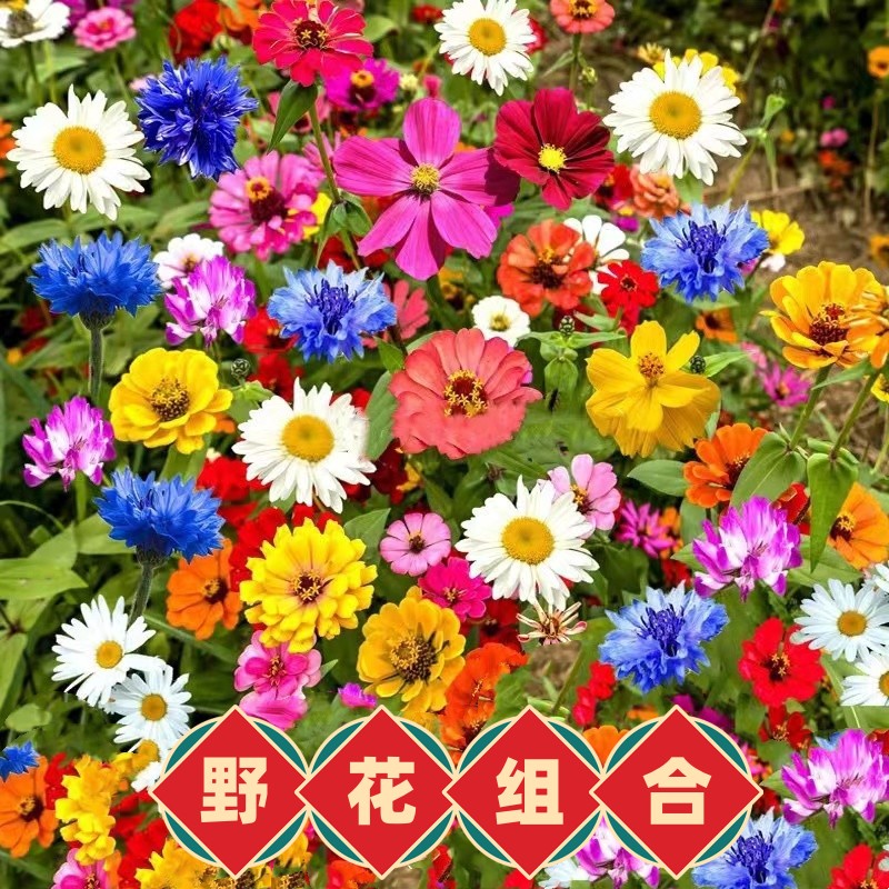 野花组合种子庭院阳台盆栽春季室内外四季种植简单花卉种籽多年生