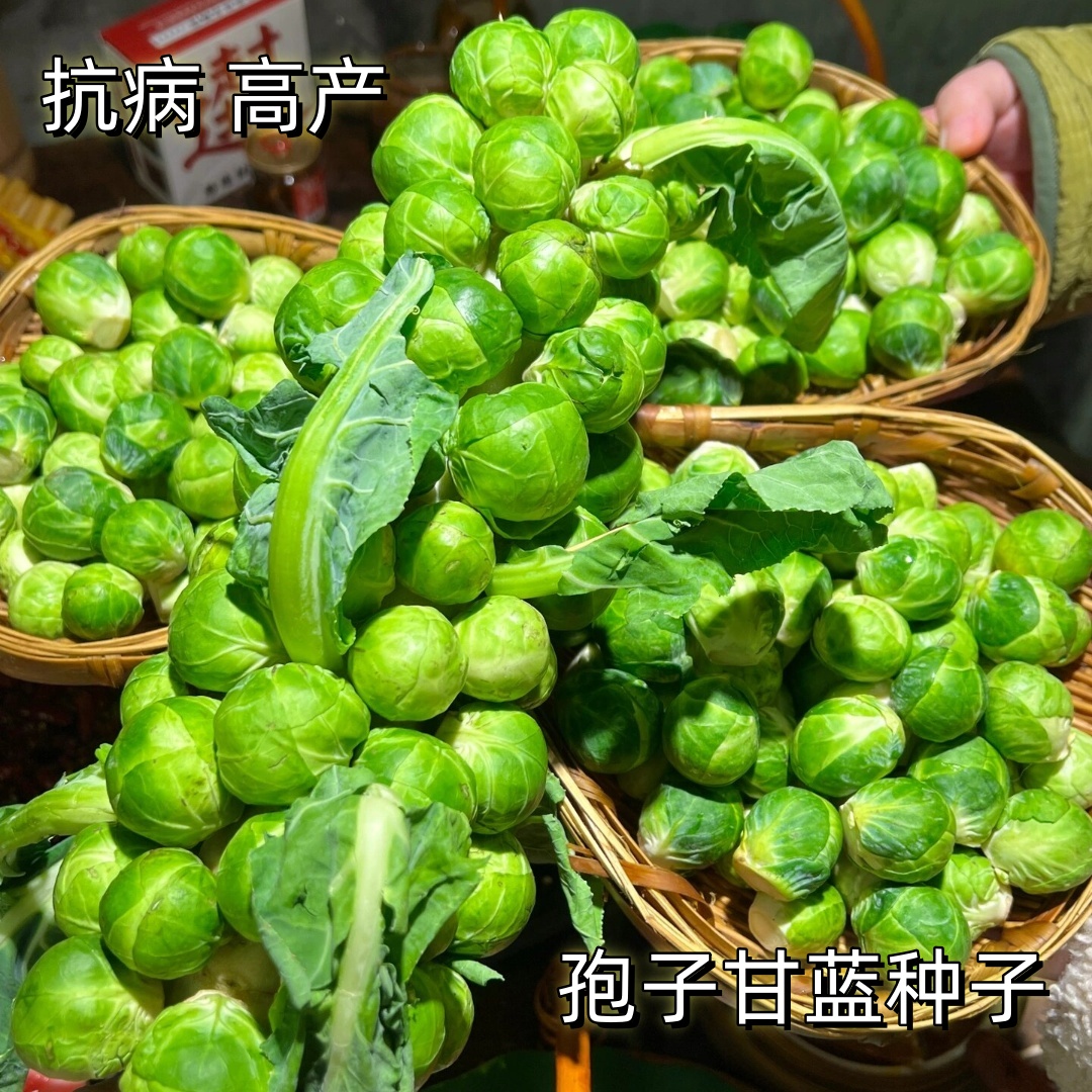 【孢子甘蓝种籽】四季种植蔬菜种子耐热耐寒抗病高产花盆小院好种植