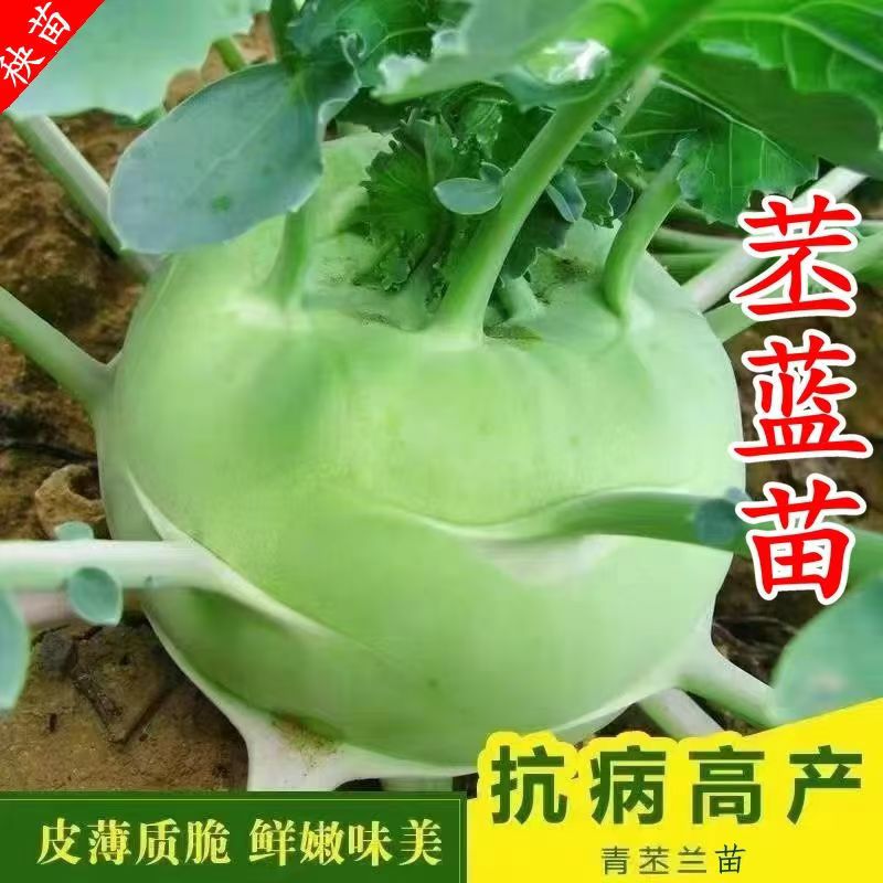 青苤蓝苗秧苗红菜苔春秋水果绿苤兰球茎甘蓝蔬菜苗秧苗花菜苗芥兰
