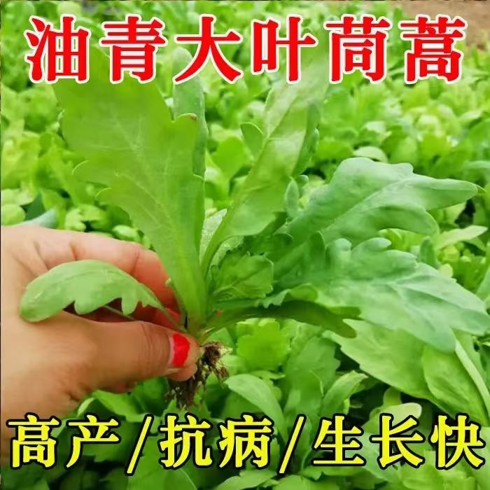 大叶茼蒿菜苗皇帝菜苗菊花菜南方蔬菜苗带土茼蒿秧苗盆栽茼蒿种植