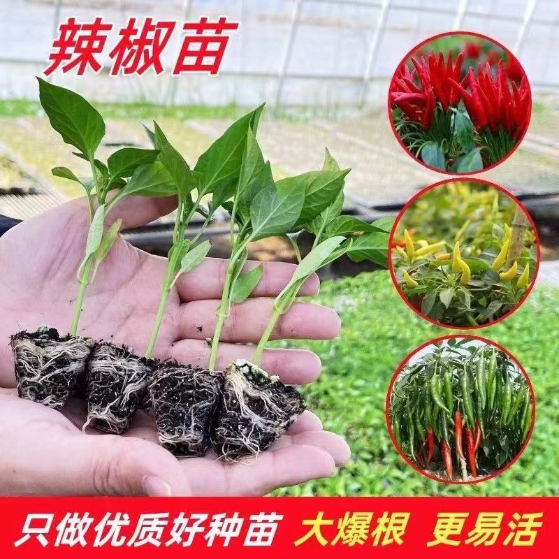 辣椒种苗朝天椒螺丝椒小米泡椒薄皮椒早熟高产秧苗批发各种蔬菜苗