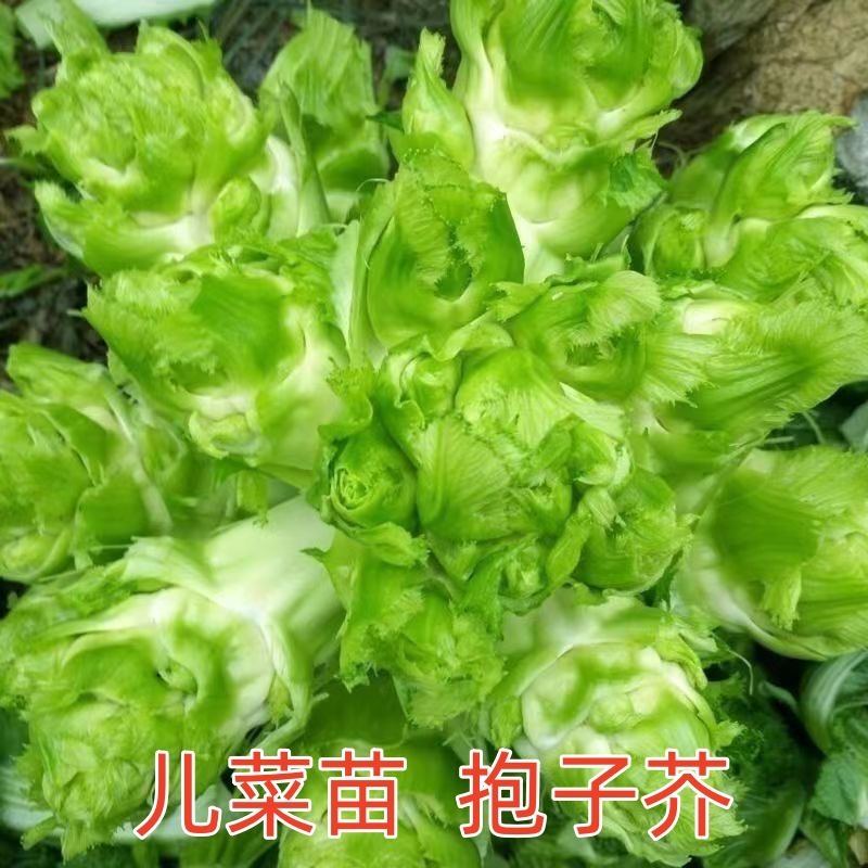 四川脆嫩大头儿菜秧苗芥菜苗四季种娃娃菜早熟蔬菜抱儿菜抱子芥菜