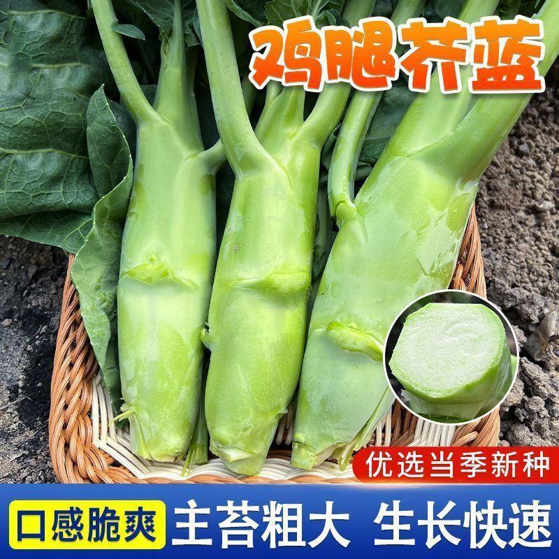 甜脆鸡腿芥蓝种苗粗条芥兰秧苗芥兰种子秋冬季耐寒高产蔬菜秧苗种