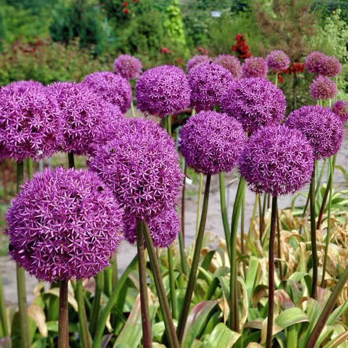 大使 进口大花葱种球紫罗兰颜色多年生宿根庭院花境花材植物球根