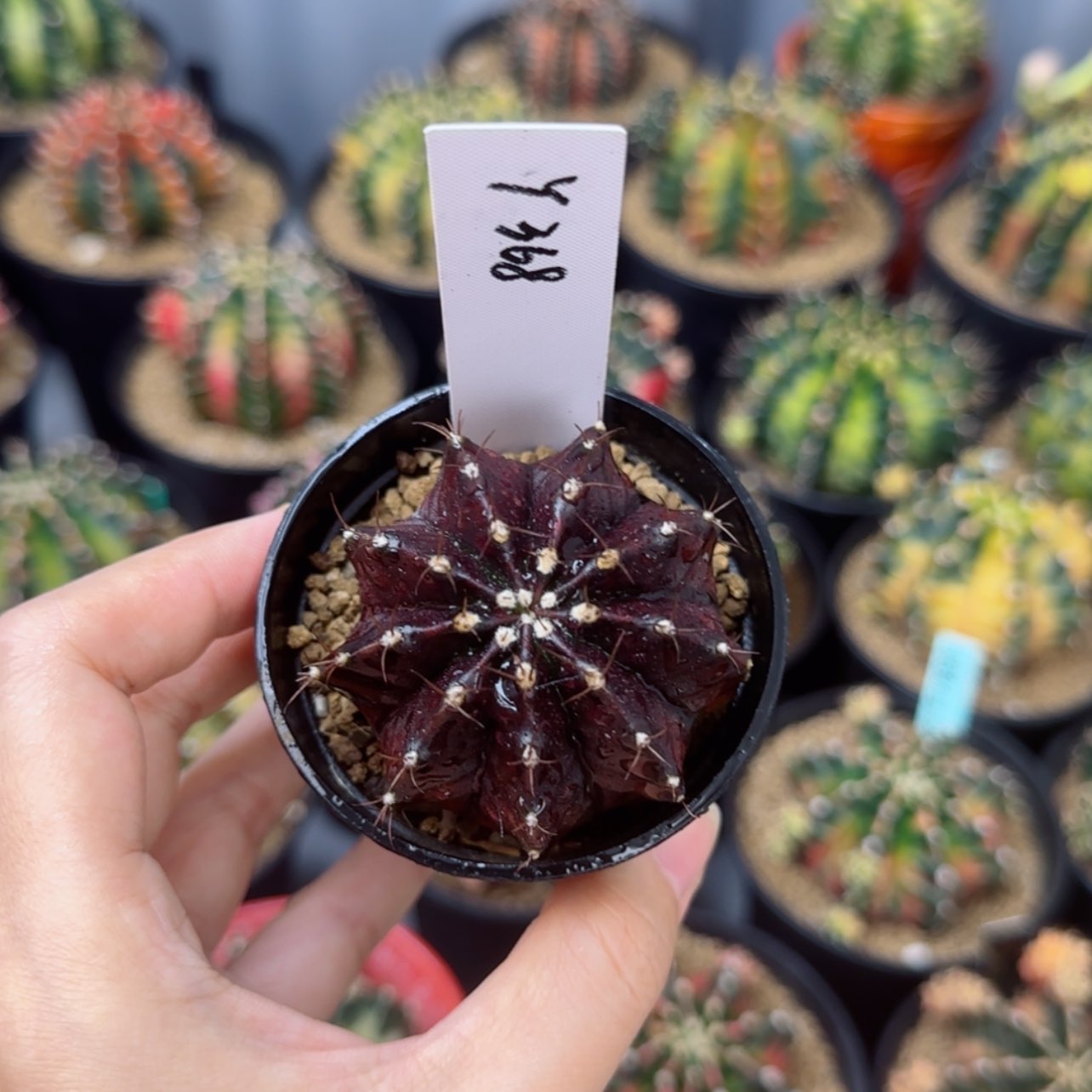 【闪购商品】红陶20CM（含）-50CM（不含）368-0723