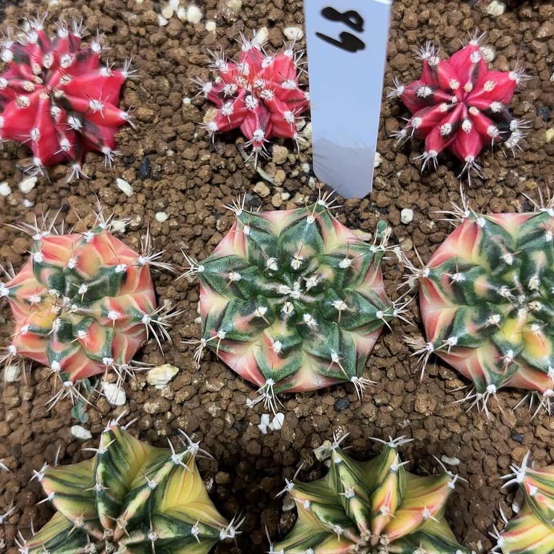 泰国米哈89-0726