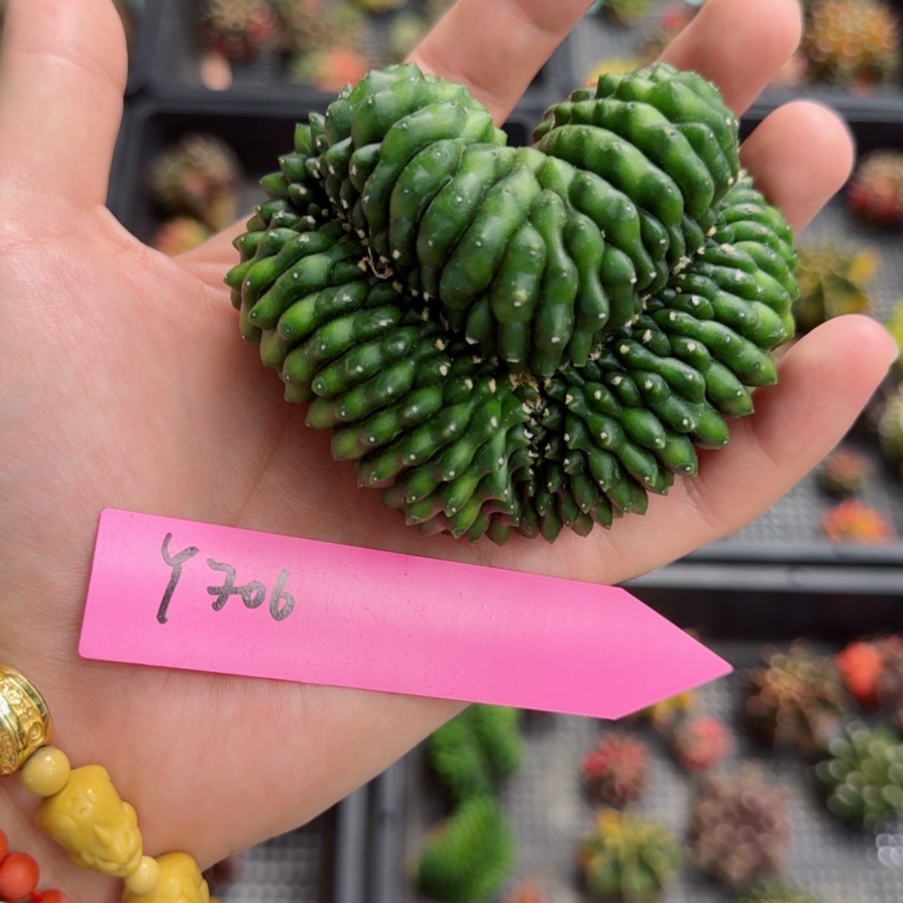 【闪购商品】红陶20CM（含）-50CM（不含）706/0730