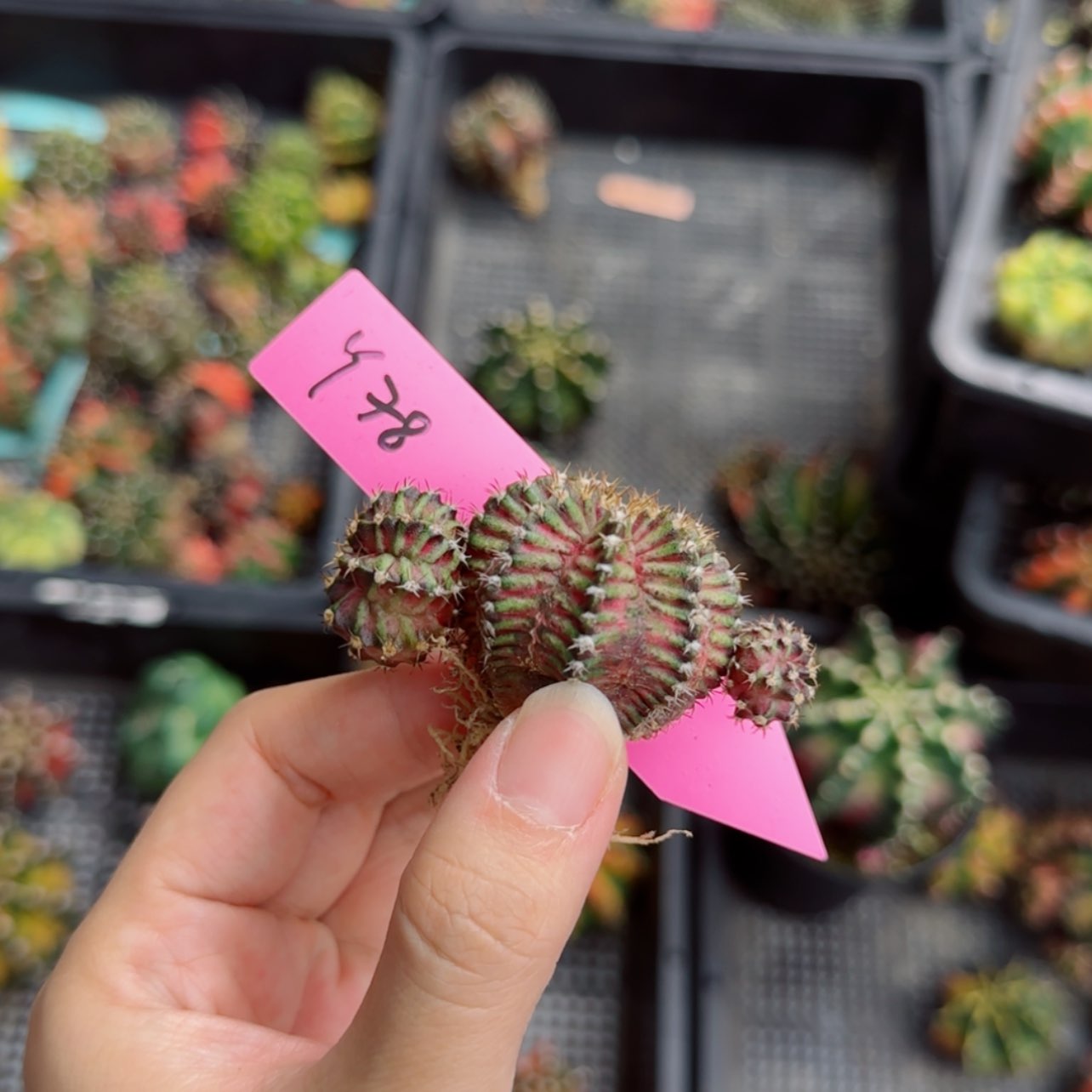 【闪购商品】红陶20CM（含）-50CM（不含）s****w78/0730