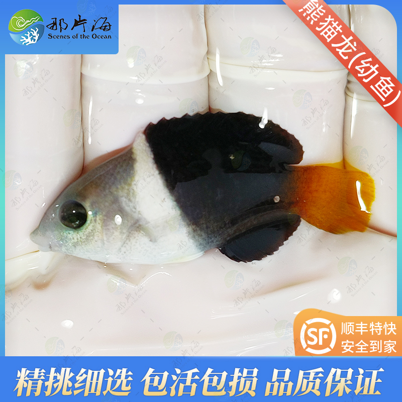 熊猫龙   海水鱼   观赏鱼