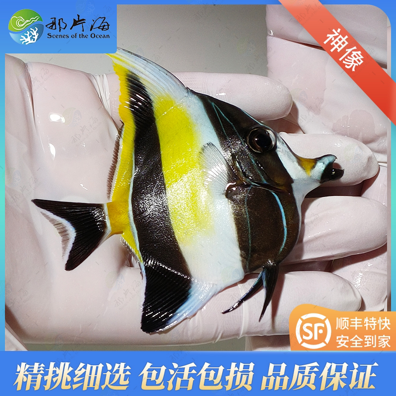 神像  海水鱼  观赏鱼（售后 拍开箱视频）
