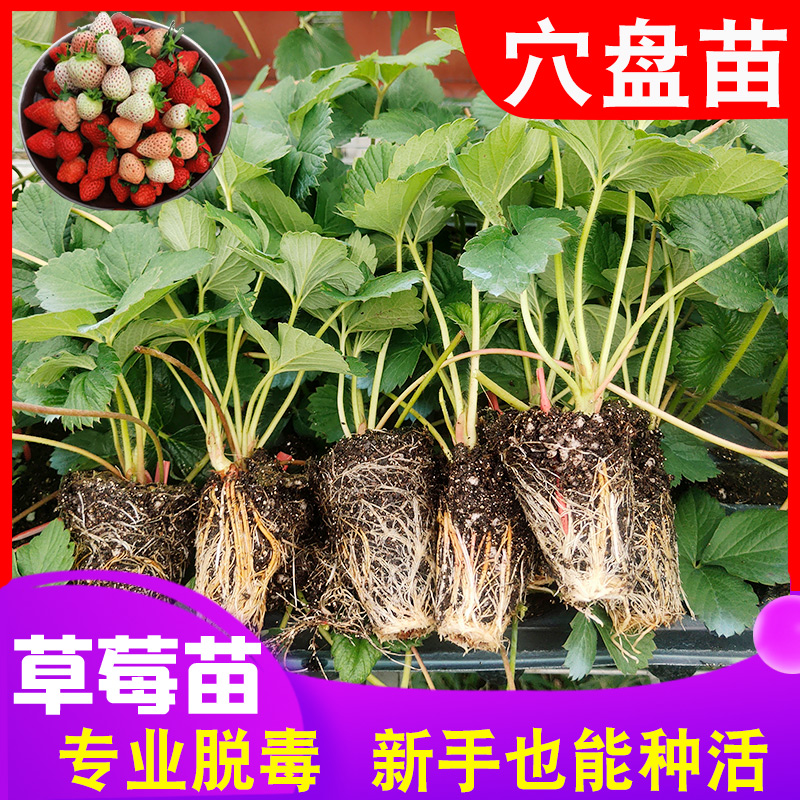 四季奶油红颜草莓苗脱毒带根当年结果香味浓郁阳台庭院地栽盆栽