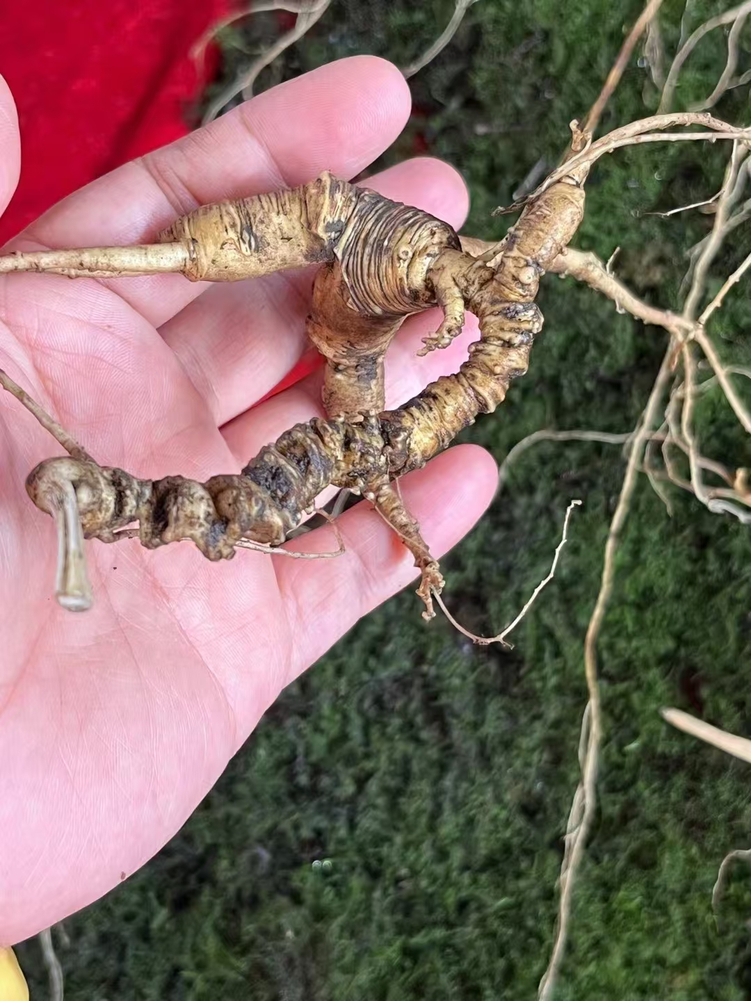 长白山林下参 送礼自用煲汤实惠老 参