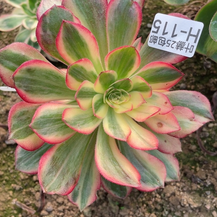 155黑膜锦嫁接多肉12345678