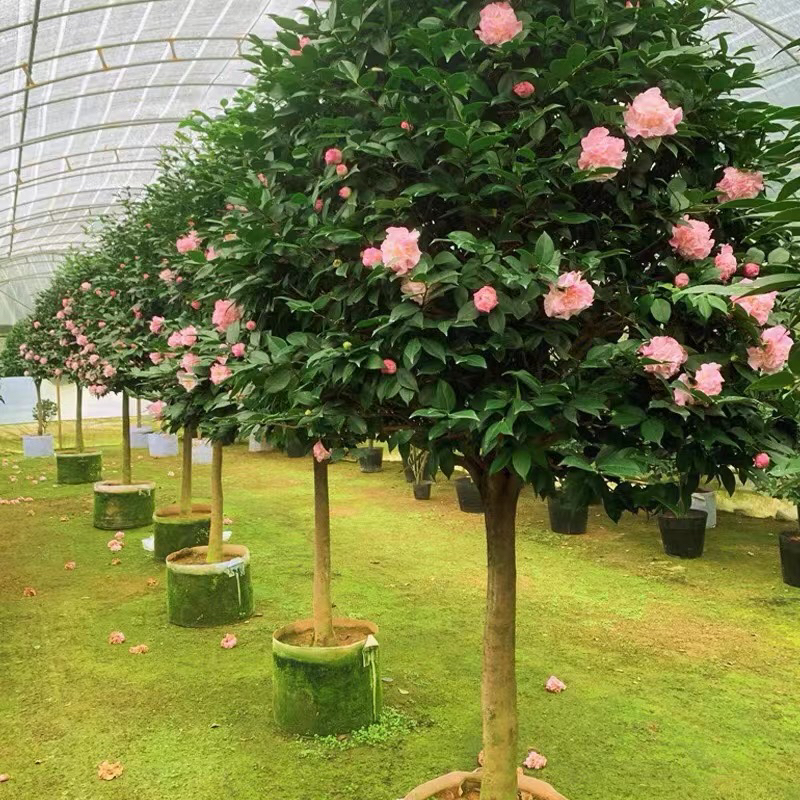 香妃独杆棒棒糖带花苞开花粉色带香味原盆原土打木架发货简单栽种