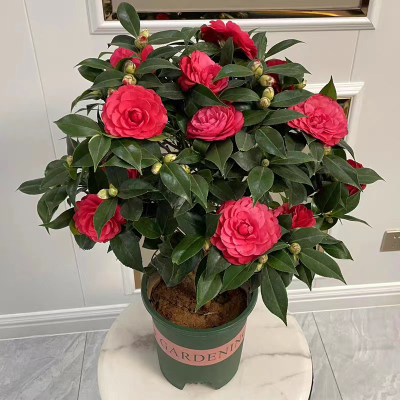 红色赤丹 喜庆中国红 阳台庭院 原盆原土带花苞发货 家庭养护简单