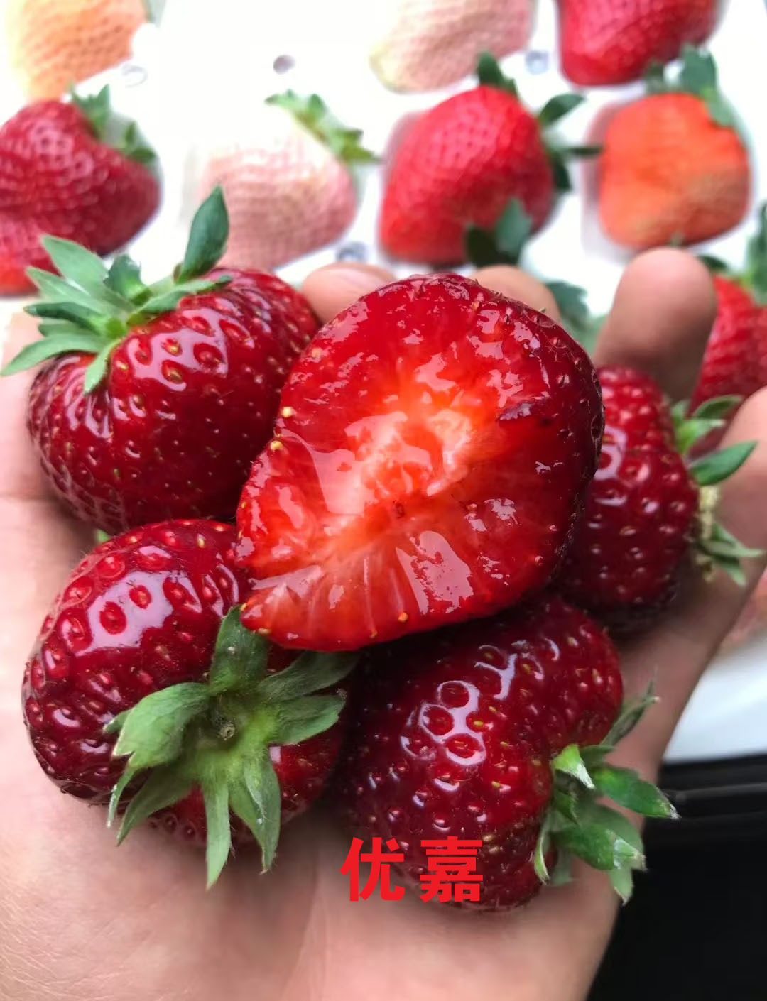 杯苗原盆原土草莓苗