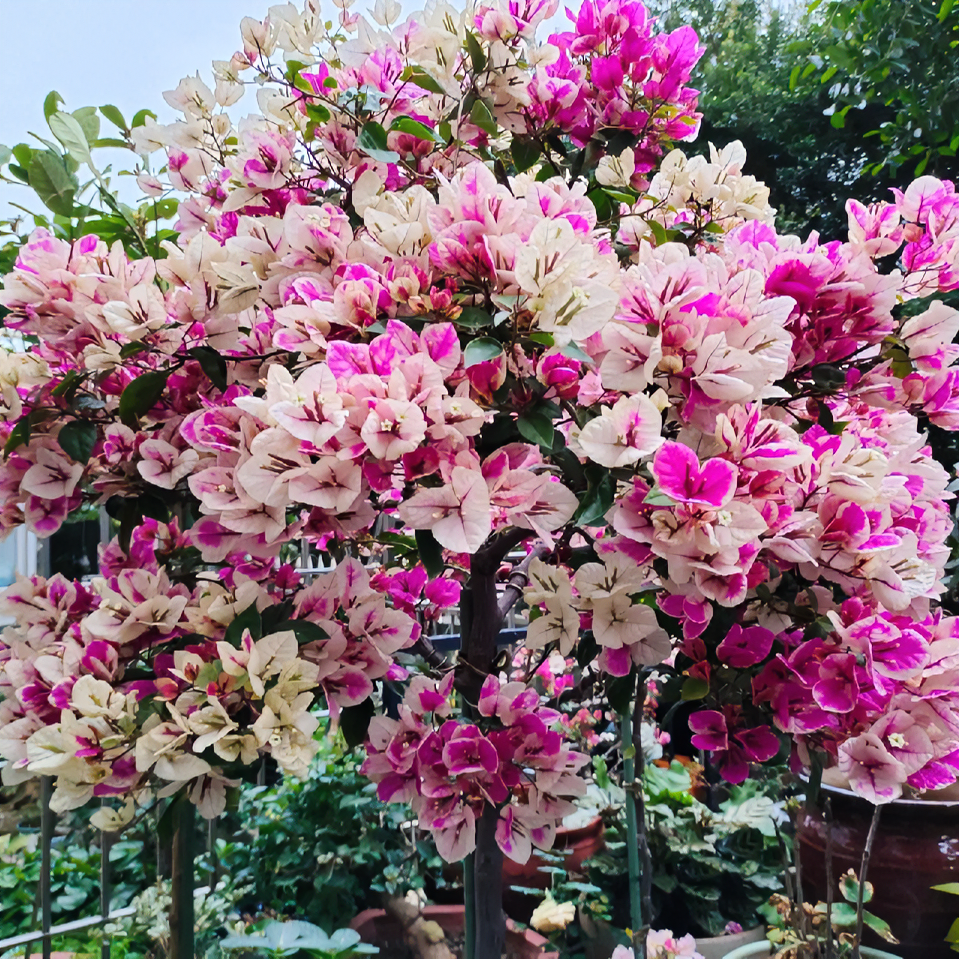 百变花蝴蝶漳红缨三角梅勤花品种