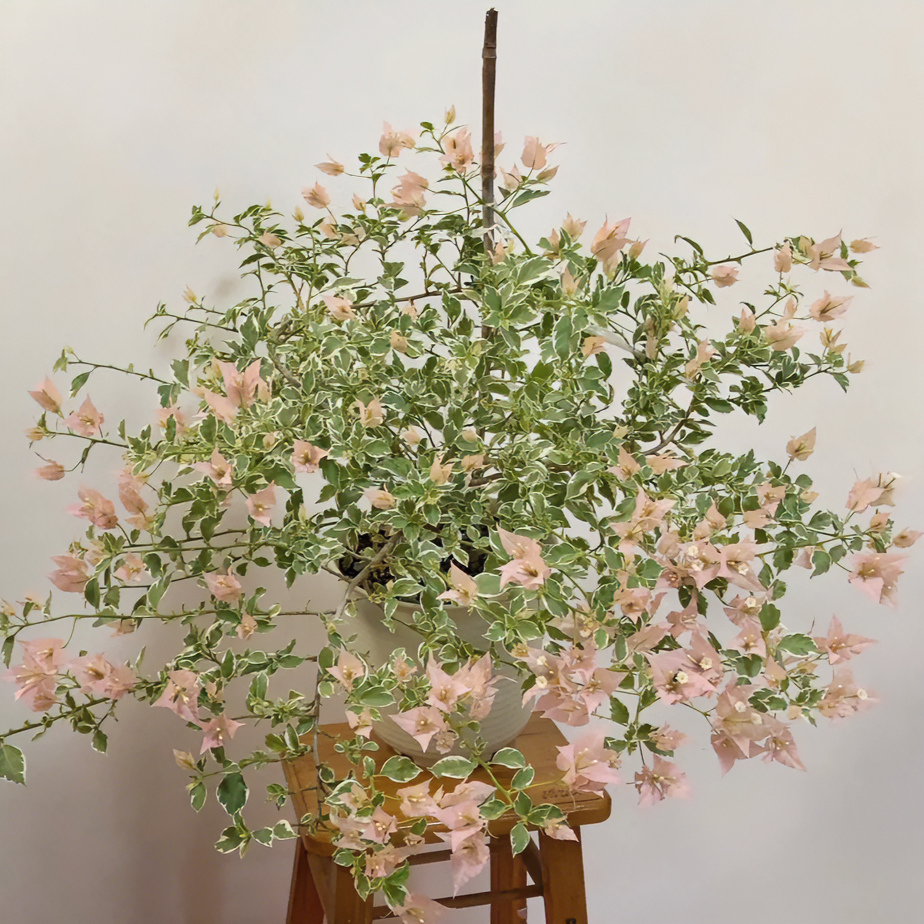 少女心三角梅品种苗勤花品种开花机器